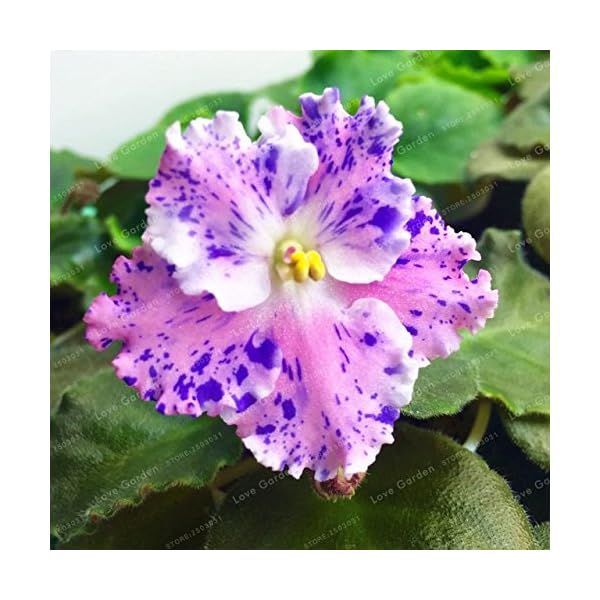 . 100 PCS Saintpaulia ionantha Bonsai bella pianta bonsai bonsai del fiore African Violet Bonsai fai da te piante di giardino domestiche: 1: Only Seeds
