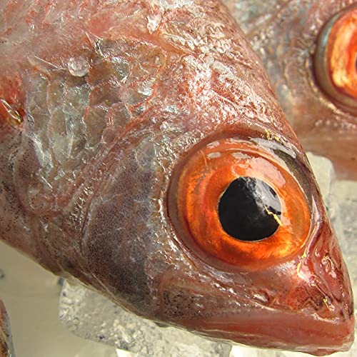 幻の超高級魚「のどぐろ」中4,5匹で1s 活冷凍