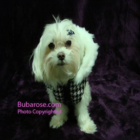 Puppia Wales Coat - XX Large