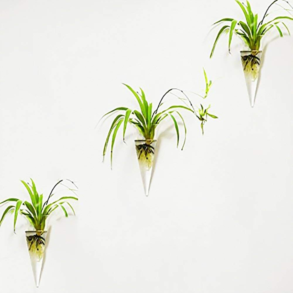 Glass Cone Vase Vases For You