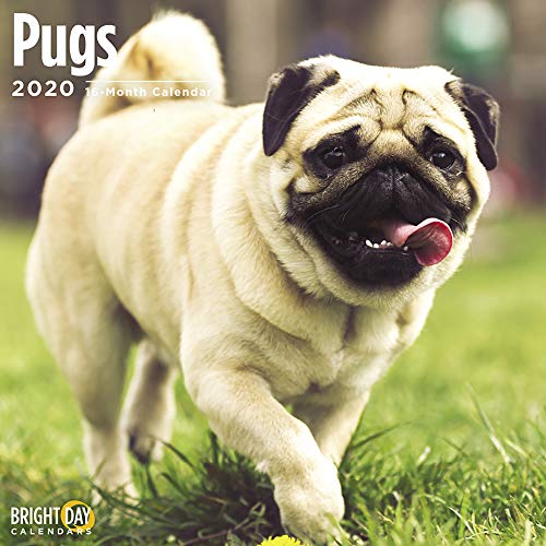 2020 Pugs Wall Calendar by Bright Day, 16 Month 12 x 12 Inch, Cute Dogs Puppy Animals Adorable Canine