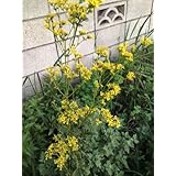 オミナエシ 女郎花 山野草 抜き苗5本 秋の七草 茶花 宿根草 の苗