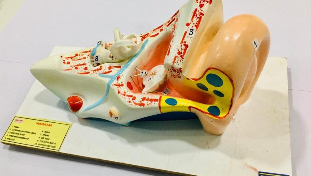 Human Ear On Base Brand OM Labs-image-34