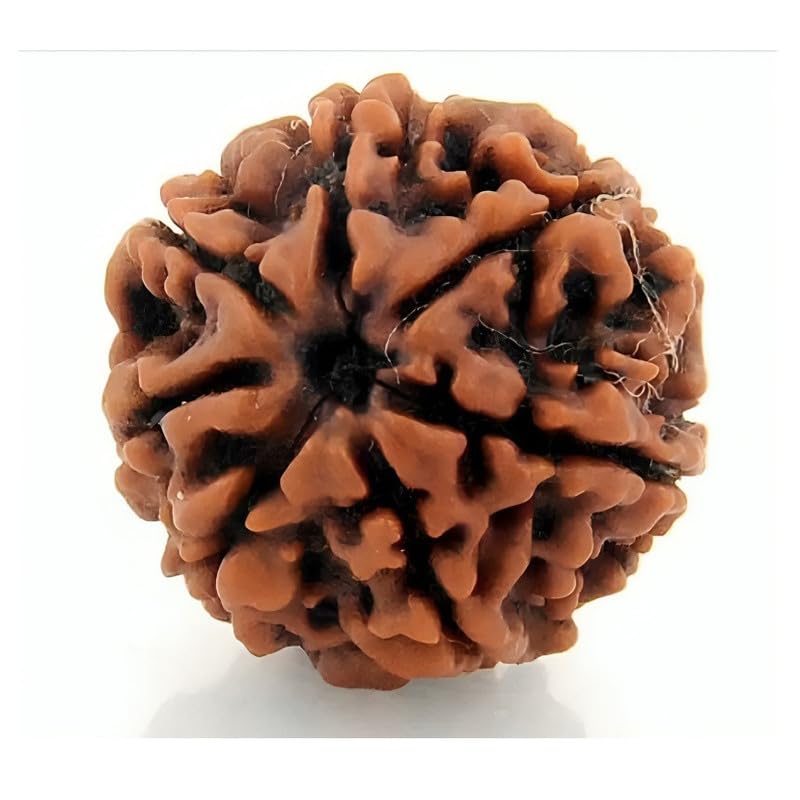 Haridwar Gems & Rudraksha Lab Certified Natural 7 Mukhi Rudraksha (B0D9Y5H86W) Amazon Price History, Amazon Price Tracker