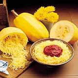 Squash Vegetable Spaghetti Garden Heirloom Vegetable Seeds by Seed Kingdom (25 Seeds)