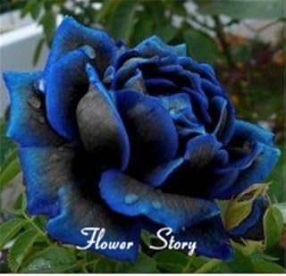 Spedizione 20 Semi libero Midnight Supreme Rose, colore raro, semi reali, ideale giardino domestico di DIY Flower