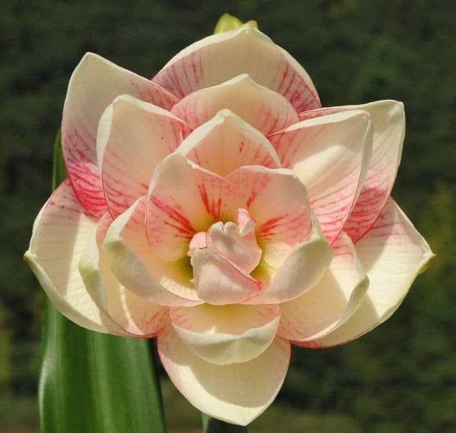 RADHA KRISHNA AGRICULTURE Amaryllis Double Flowering Bulbs | pure cream flowers bulbs | Pack of 2 Bulbs