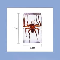 Vista 2 de Espécimen de resina Colección de insectos Pisapapeles Espécimen animal para educación científica 6 estilos insectos