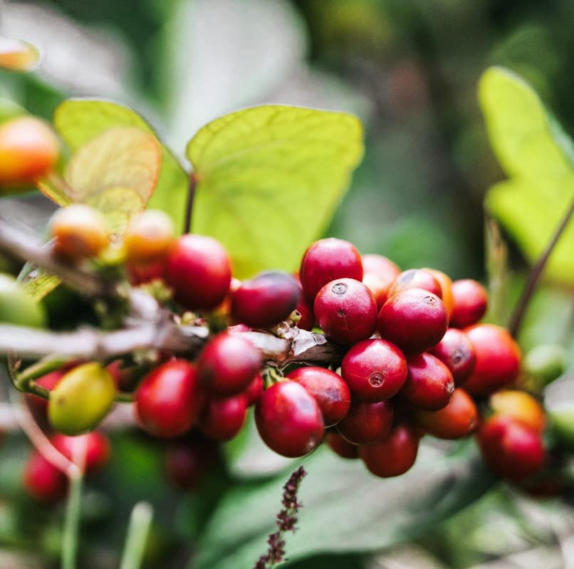 Miniatura 5 de Gustos Coffee Premium Selection  Café de grano entero de tostado medio puertorriqueño de alta gama (1, 12 onzas)