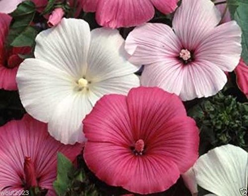 Rose Mallow Seeds - Mix, -500 Seeds also known as Tree Mallow