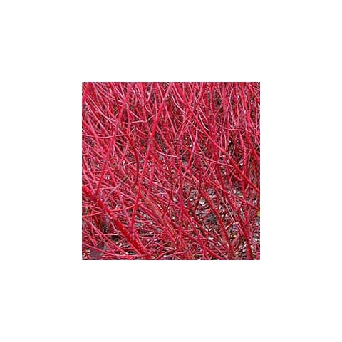Cornus Alba Sibirica 15cm Pot Size Cover