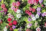 100 Mixed Colors Verbena Hybrida Compacta Flower Seeds