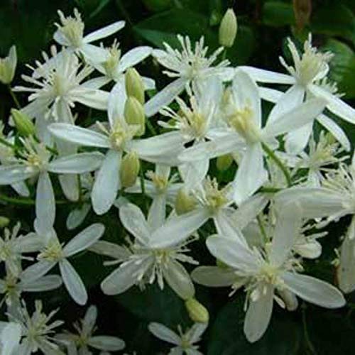 NurseryNature Ranjai Plant/Flower Plant (B07GBCWC53) Amazon Price History, Amazon Price Tracker