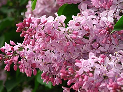 Notswoh-Mixed Lilac Seeds Fragrant Hardy Perennial Flower (50 Seedspack) #TOP6