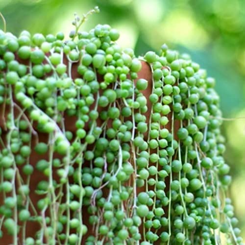 See full amazon price history chart for PlantaZee String of Pearls Low Light Plants Succulent Live - Gardening|Home Decoration|Hanging Basket (Healthy Plant) PlantaZee String of Pearls Low Light Plants Succulent Live - Gardening|Home Decoration|Hanging Basket (Healthy Plant) (B0B8VHWSVZ) Amazon Price History, Amazon Price Tracker