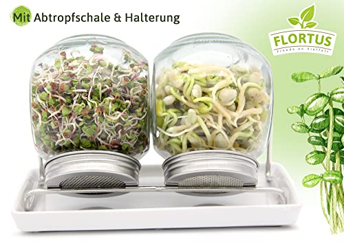 Sprossengläser von FLORTUS für die einfache Sprossenzucht
