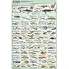123Posters Fish Species Educational and Decorative Chart Poster 24 x 36