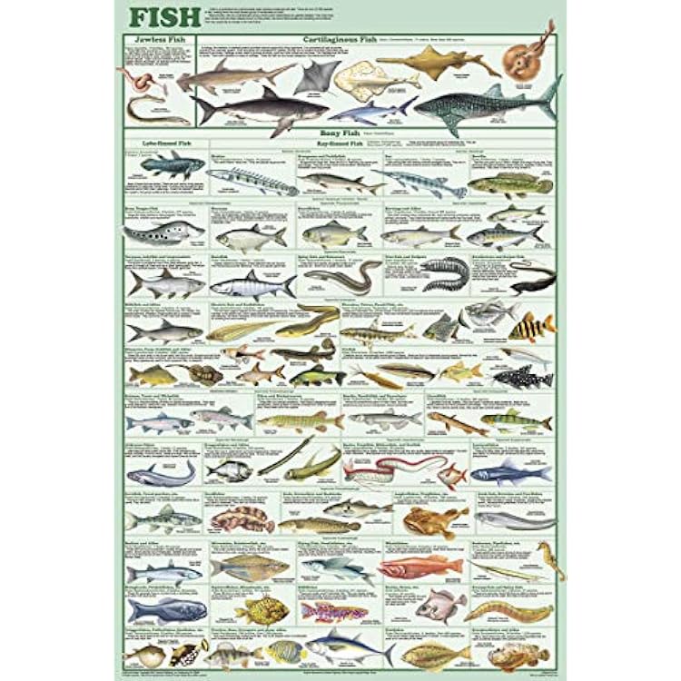 123Posters Fish Species Educational and Decorative Chart Poster 24 x 36