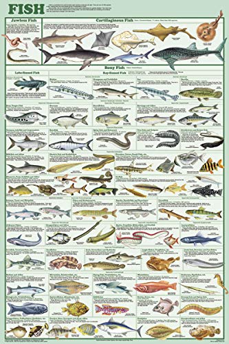 Fish Species Educational and Decorative Chart Poster 24 x 36