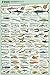 Fish Species Educational and Decorative Chart Poster 24 x 36