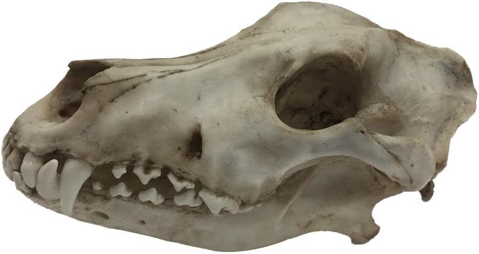 Modelo de Cráneo de Lobo, Réplica Artesanal de Resina de Cráneo de Lobo de Tamaño Real 1:1, Modelo de Cráneo Animal de Alta Simulación, Modelo de Cabeza de Cráneo de Lobo Realista, para Enseñanza