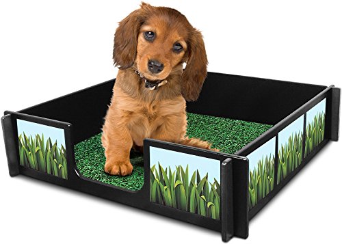 puppy apartment medium