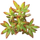 Sedum Adolphii Firestorm Golden Sedum (2 inch)