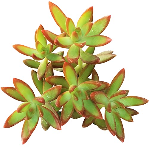 Sedum Adolphii Firestorm Golden Sedum 2 inch