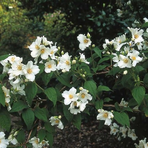 Philadelphus Belle Etoile Mock Orange Deciduous Shrub Hardy Garden Plant in Pot (3 Litre Pot, 30-50cm)