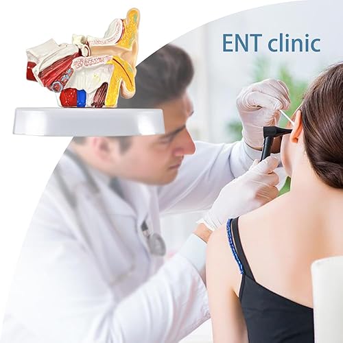 Miniatura 6 de Modelo de anatomía de oído humano de 1,5 veces con base - Modelo profesional de simulación de estructura de oído interno medio exterior de PVC para