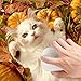 Haselnüsse aus Deutschland - 1.Wahl - Ganze Nüsse für Mensch und Tier! Oder als Nagetierfutter, Tierfutter, Futter für Eichhörnchen, Streifenhörnchen, Nagetiere und Papageien - 3 Kg