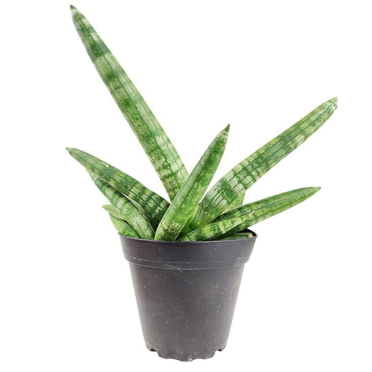 Live Sansevieria Bonsai Plant (Sansevieria cylindrica), Snake Plant, Indoor Houseplant-image-46