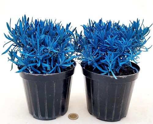 POWERS TO FLOWERS - LAVANDA COLOR LIFE BLU, 2 PIANTE, VASO 14CM DIAMETRO, piante vere
