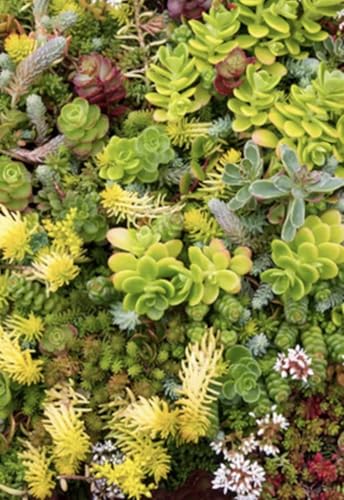 Sedum Samen Mischung, 1000 Stück, für Dachbegrünung und Steingarten, Verschiedene Sorten Sedum Samen Mischung, 1000 Stück, für Dachbegrünung und Steingarten, Verschiedene Sorten