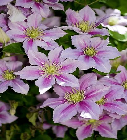 Lot de 70 graines de clématites et de lavande fraîches
