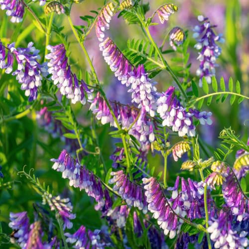 Outsidepride Hairy Vetch Cover Crop Seeds - 1 Lb Cold Tolerant, Winter Hardy - Ideal for Soil...