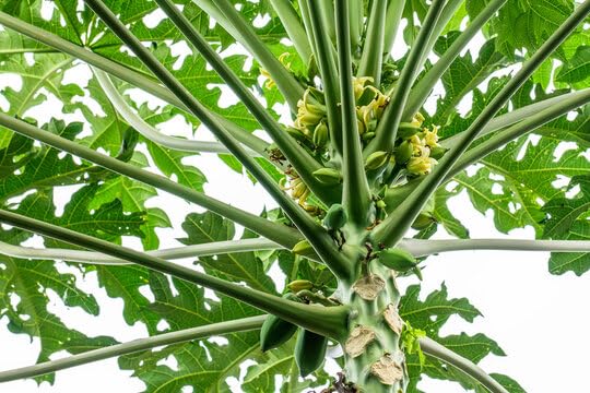 Hybrid papaya seeds for home garden Pack Of 250-image-46