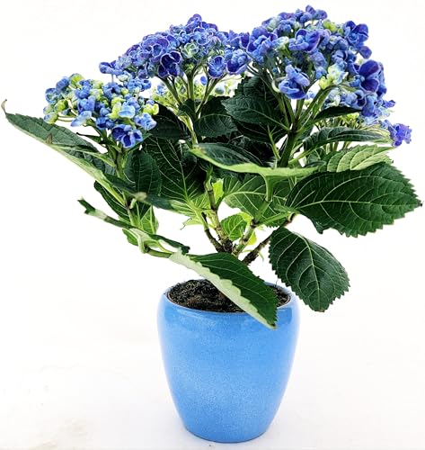 POWERS TO FLOWERS - ORTENSIA NANA BLU HOPCORN IN VASO CERAMICA AZZURRO, VASO 12CM DIAMETRO, pianta vera