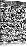Pixxprint Cerf axis sur Wildwiese Art toile 60x40cm murale XXL