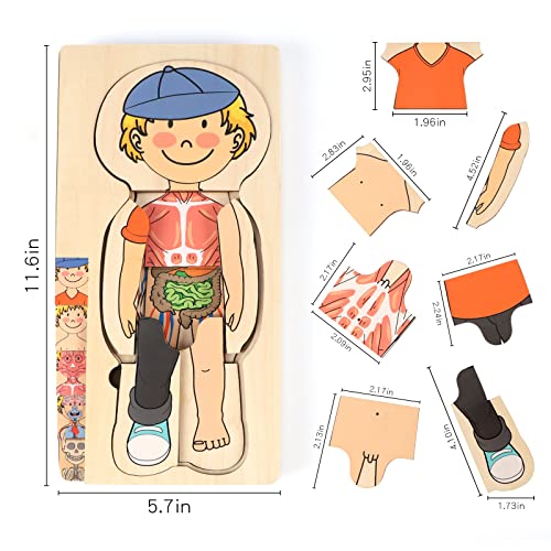 Rompecabezas de cuerpo humano para tardes de juego educativo en familia 4