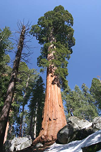 Seedeo® Anzuchtset Küsten - Mammutbaum (Sequoia sempervirens) 50 Samen