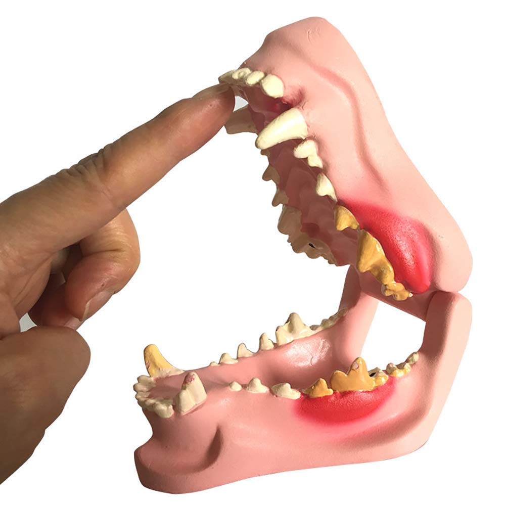Buy LXT PANDA Canine Dental Model, Clear Canine Dental Model, Animal