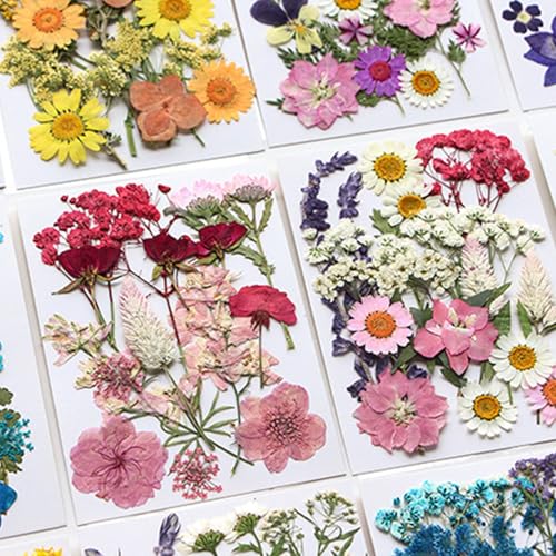 Flores secas prensadas para manualidades 18x13cm miniatura 2