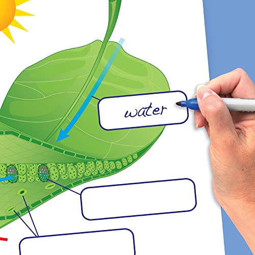 Image of NewPath Learning Photosynthesis & Cellular Respiration Laminated, Double-Sided inchWrite-On /Wipe-Off inch Flip Chart - Set of 10, 12 inch x 18 inch Charts (34-6726)