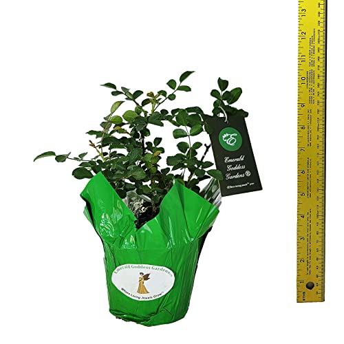 Seven Sisters Old Garden Antique Heirloom Climbing Rambler Rose Bush Live Plant Double Pink Starter Size 4 Inch Pot Emeralds Tm #TOP3