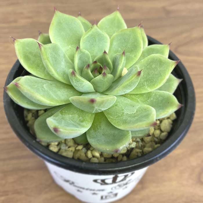 Amazon｜多肉植物 エケベリア バラード 9cm ポット echeveria