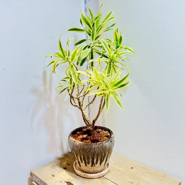 特大ドラセナソングオブインディア陶器鉢植え込み発送 特大ドラセナソングオブインディア陶器鉢植え込み発送