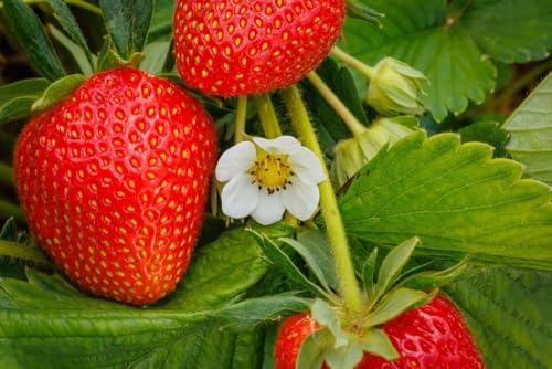 Image of Red Gauntlet Strawberry Live Fruit Plant | Hybrid Variety for Home Garden | High Yield | Fast Growing Healthy Sapling | Live Plant for Terrace, Balcony & Backyard Gardening - Pack of 1