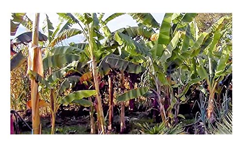 Stk - 10x Musa cheesmani Cheesmans Banane Garten Pflanzen - Samen ID130 - Seeds & Plants Shop by Ipsa