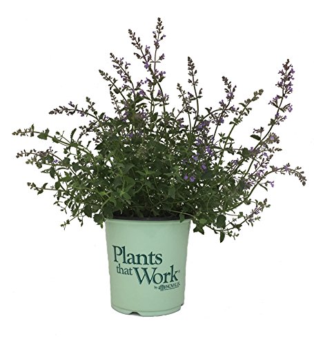 Plants That Work Junior Walker Catmint - Nepeta Junior Walker - 19cm